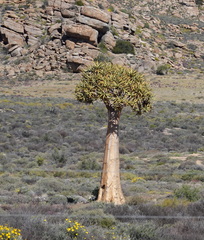 Aloidendron dichotomum