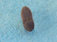 Agrypnus rectangularis