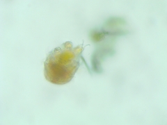 Tardigrada