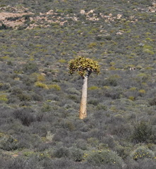 Aloidendron dichotomum