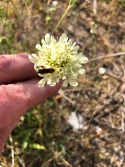 Scabiosa columbaria
