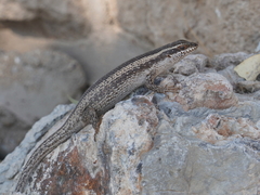Trachylepis spilogaster