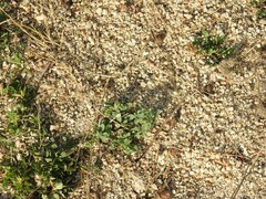 Heliotropium europaeum