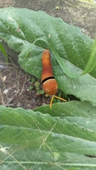 Papilio multicaudata multicaudata