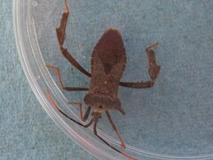 Acanthocephala alata