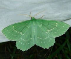 Geometra papilionaria