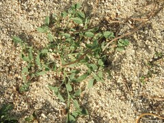 Heliotropium europaeum