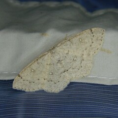 Cyclophora albipunctata