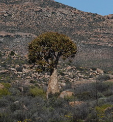 Aloidendron dichotomum