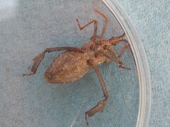 Acanthocephala alata