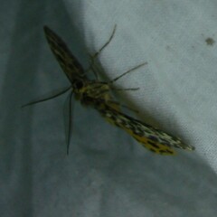 Arichanna melanaria