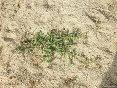 Heliotropium europaeum