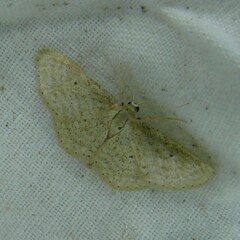 Idaea sylvestraria