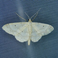 Idaea biselata