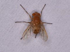 Ormia