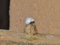 Sphincterochila candidissima