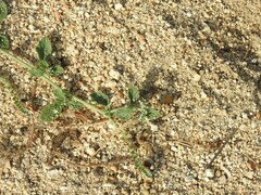 Heliotropium europaeum