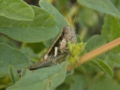 Paraidemona