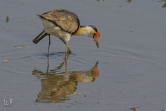 Irediparra gallinacea