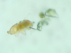 Tardigrada