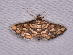 Hileithia magualis