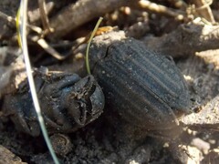 Trogidae
