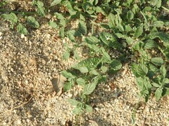 Heliotropium europaeum