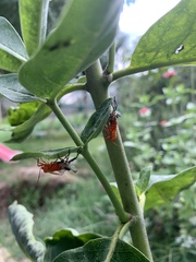 Oncopeltus fasciatus