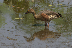 Dendrocygna eytoni