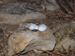 Sphincterochila candidissima