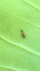 Graphopsocus cruciatus