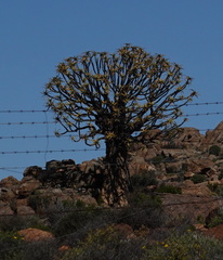 Aloidendron dichotomum