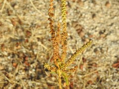 Rumex papillaris