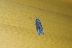 Endothenia quadrimaculana