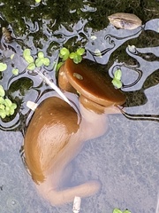 Lymnaea stagnalis