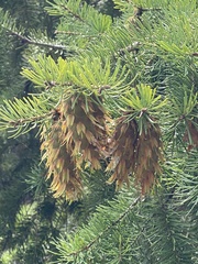 Pseudotsuga menziesii glauca