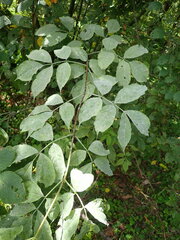 Erysiphe vanbruntiana