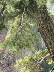 Pseudotsuga menziesii glauca