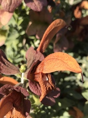 Salvia aurea