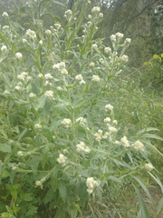 Pseudognaphalium viscosum