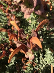 Salvia aurea