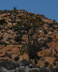 Aloidendron dichotomum