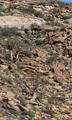 Aloidendron dichotomum