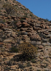 Aloidendron dichotomum