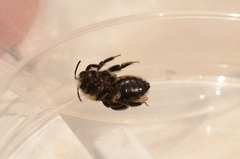 Melandrena