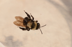 Melandrena