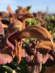 Salvia aurea
