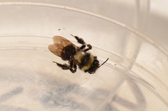 Melandrena