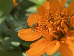 Sparnopolius confusus