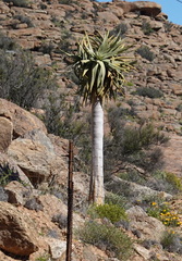 Aloidendron dichotomum